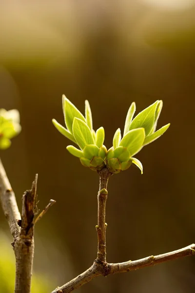新鮮な芽 — ストック写真