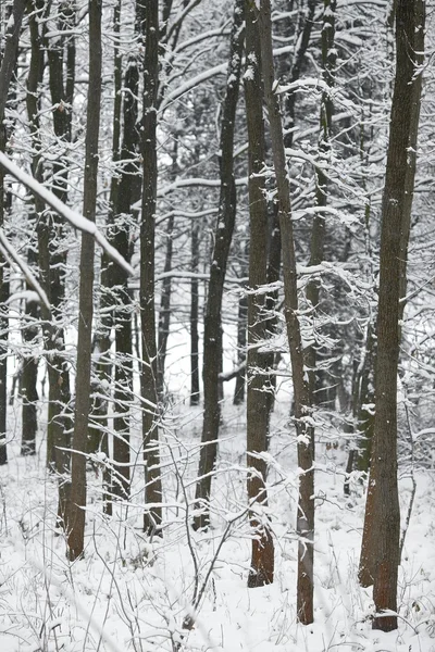 Wald — Stockfoto