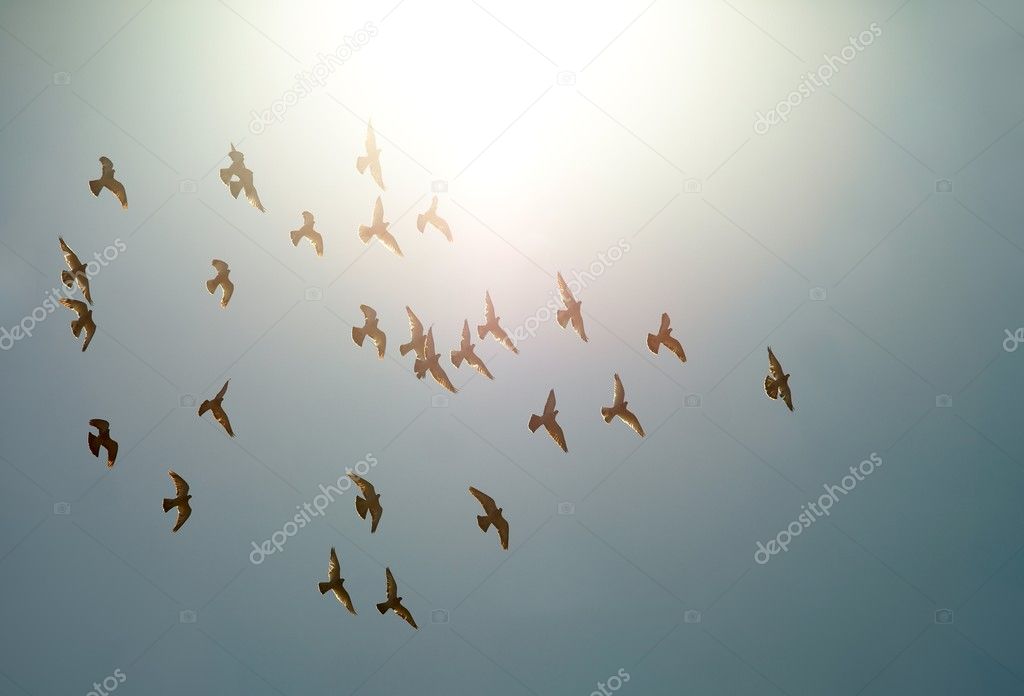 Flyng Birds