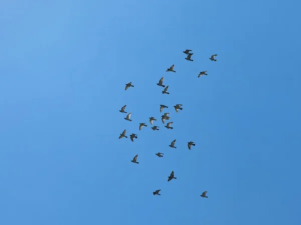 Ptaki na niebie — Zdjęcie stockowe