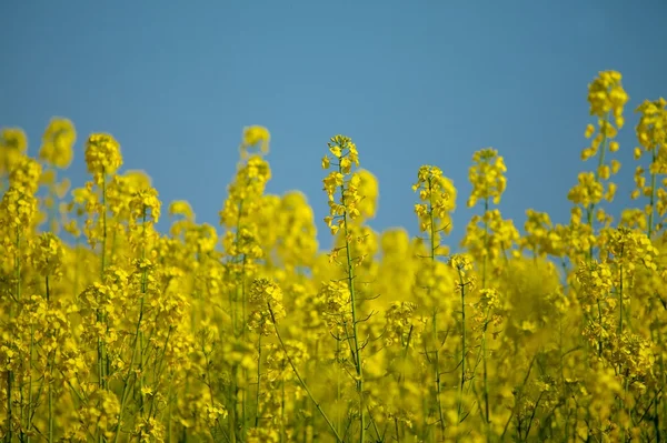 stock image Rapeseed