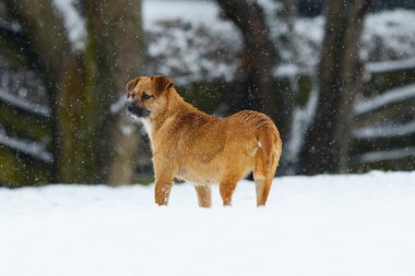 Kardaki köpek.