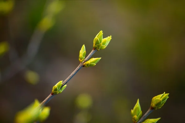 Fresh Buds — Stock Photo, Image