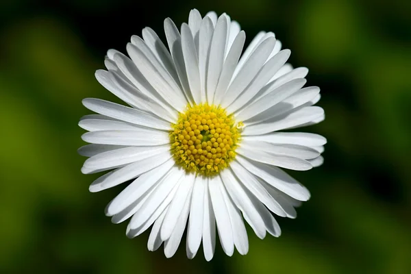 stock image Flower closeup