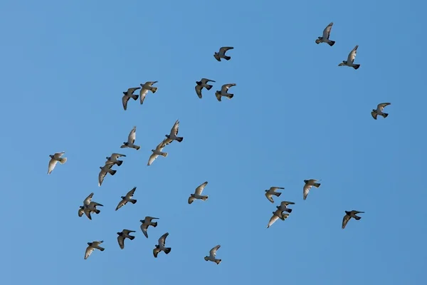 成群的鸟 — 图库照片