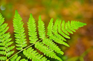 fern ormandaki yaprakları