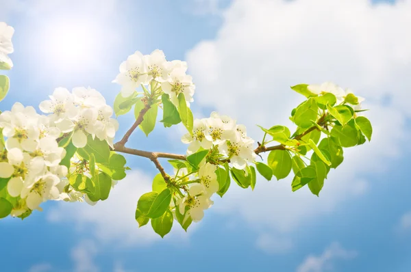 Flowering pear in the spring — Stock Photo, Image