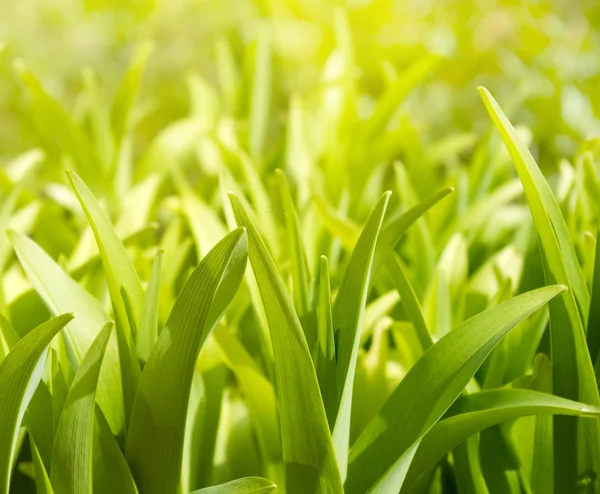 緑豊かな植物 — ストック写真