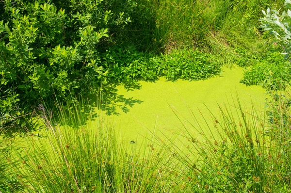 Stock image Swamp with trees growing in water and plants