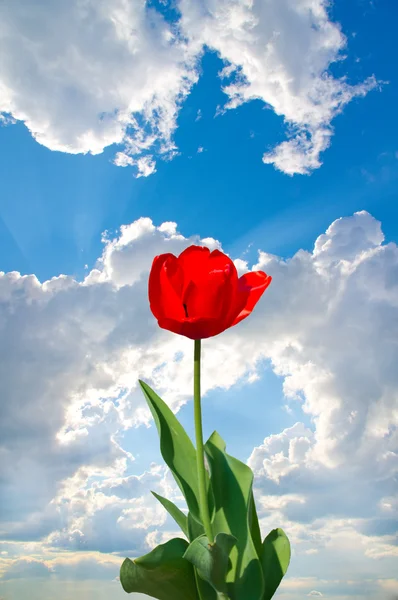 Il tulipano sullo sfondo del cielo blu — Foto Stock