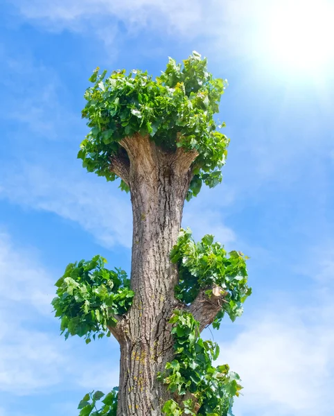 Bolle's poplar with green leaves against the sky — Stock Photo, Image