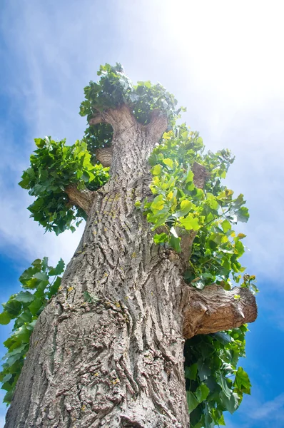 Bolle's poplar with green leaves against the sky — Stock Photo, Image