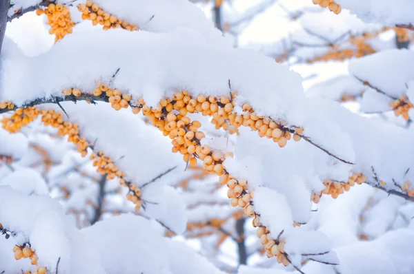 Frutos amarelos de acácia cobertos de neve — Fotografia de Stock