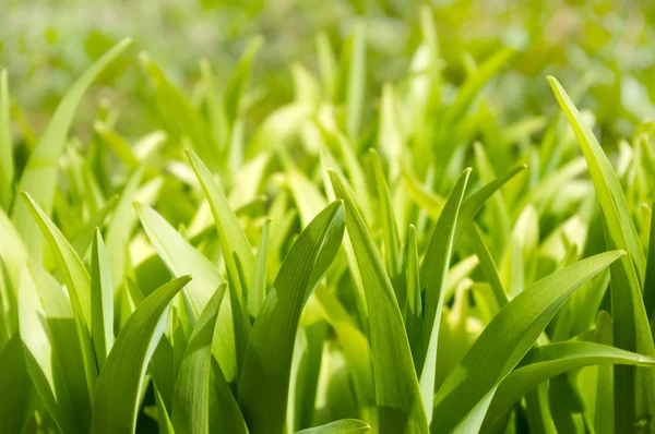 緑豊かな植物 — ストック写真