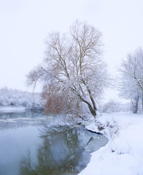 Arbre sur la rive de la rivière en chute de neige — Photo