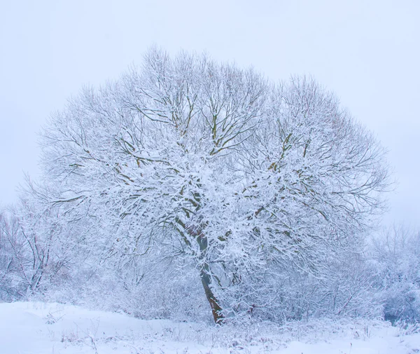 Tree covered snow — Stock Photo, Image