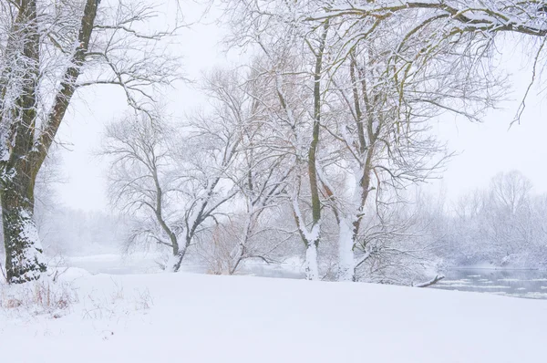 Деревья на берегу реки в снегопаде — стоковое фото