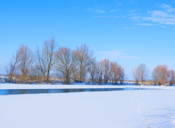 Ağaçlar nehir kıyısında buzla kaplı — Stok fotoğraf