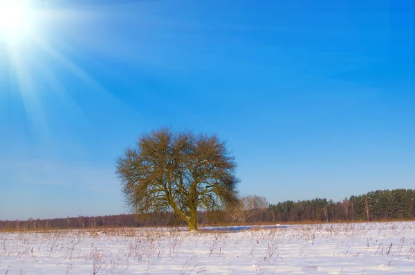 Osamělý strom na sněhu v zimě zastřešený pole — Stock fotografie