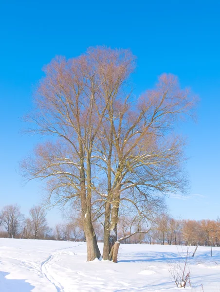 Alanın ortasında bir ağaç — Stok fotoğraf