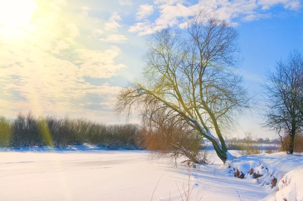 Tree on the bank of a frozen river in rays of sun — Stock Photo, Image