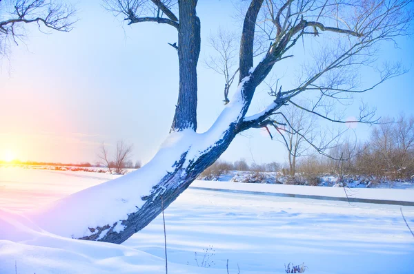 氷で覆われる木の川の銀行 ロイヤリティフリーのストック画像