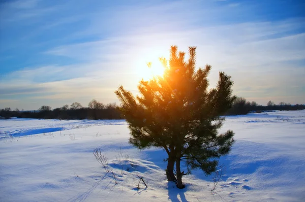一棵松树在日落时的雪原 — 图库照片