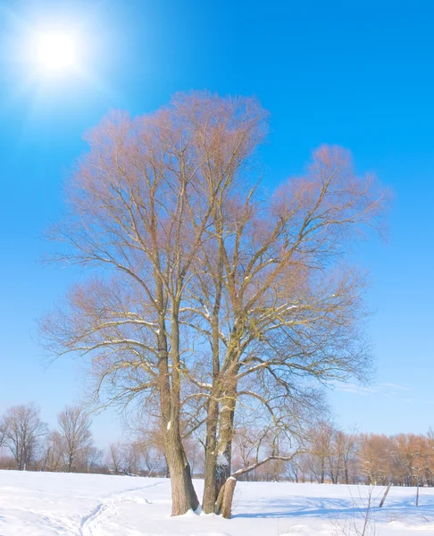 Un árbol en medio del campo — Foto de Stock