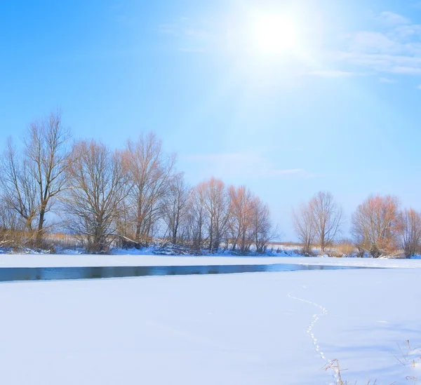 Bäume am Ufer des Flusses mit Eis bedeckt — Stockfoto