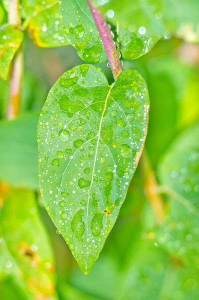 Gouttelettes d'eau douce sur les feuilles après la pluie — Photo