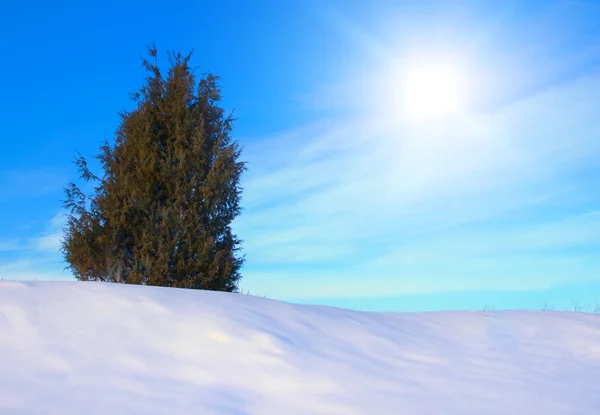 Albero solitario nella neve su sfondo cielo blu — Foto Stock