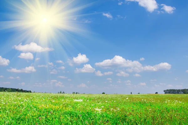 夏の緑の牧草地、曇った青空 ロイヤリティフリーのストック画像