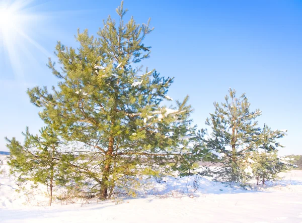蓝蓝的天空背景上的松树 — 图库照片