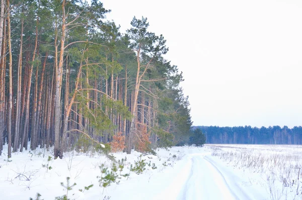 雪中的森林和车痕迹 — 图库照片