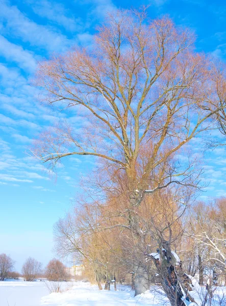 Een bomen op de oever van bevroren rivier. Beautyful blauwe hemel — Stockfoto