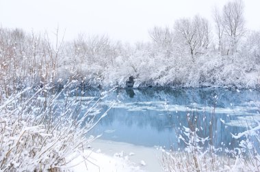 Winter landscape. Trees covered with snow clipart