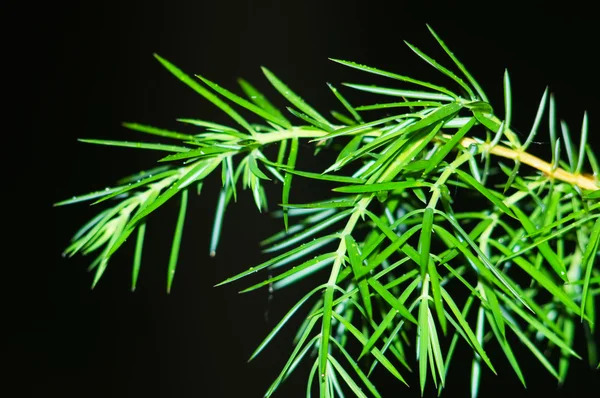 Green branch on dark background — Stock Photo, Image