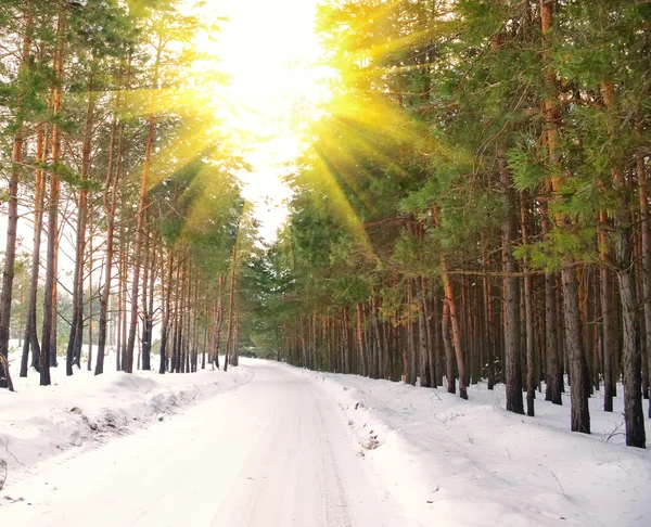 路在松林中冬季阳光灿烂的日子 — 图库照片