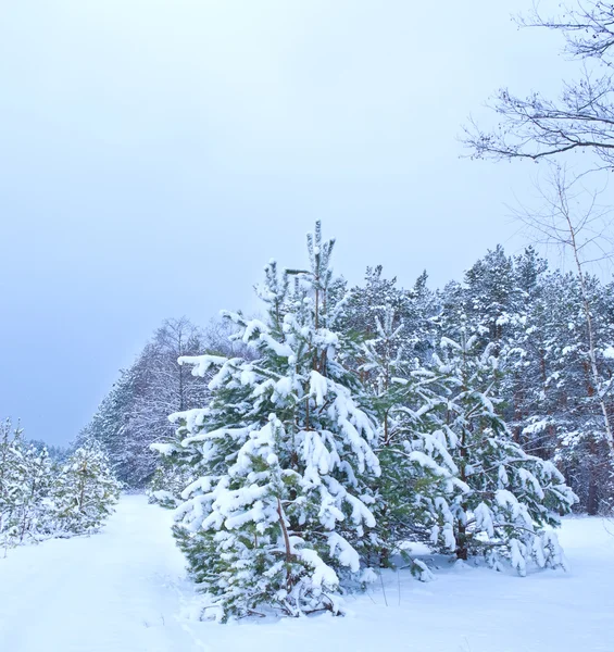 Winterwald vor Schneesturm — Stockfoto