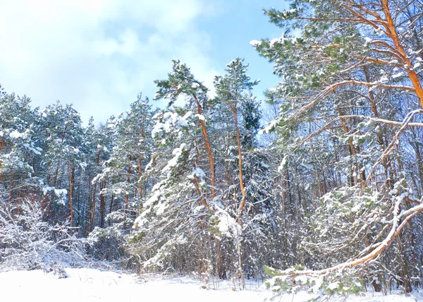 Wald bedeckt Schnee. Winterlandschaft — Stockfoto