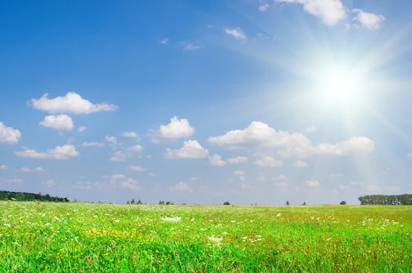 夏の緑の牧草地、曇った青空 — ストック写真