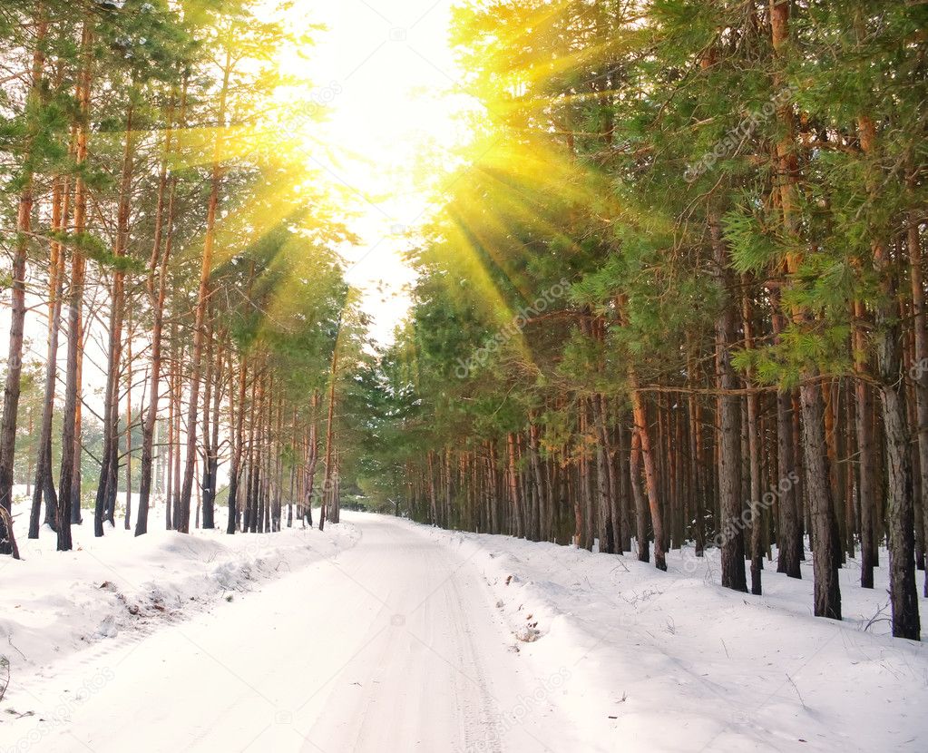 Road in the pine forest in winter sunny day