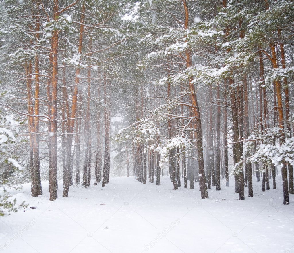 Strong snowstorm in a pine forest