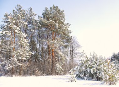 Season is winter. Snow covered forest. clipart