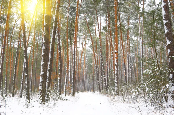Raios de sol através das árvores da floresta de inverno — Fotografia de Stock