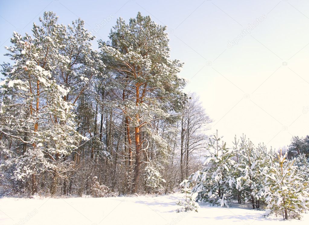 Season is winter. Snow covered forest.
