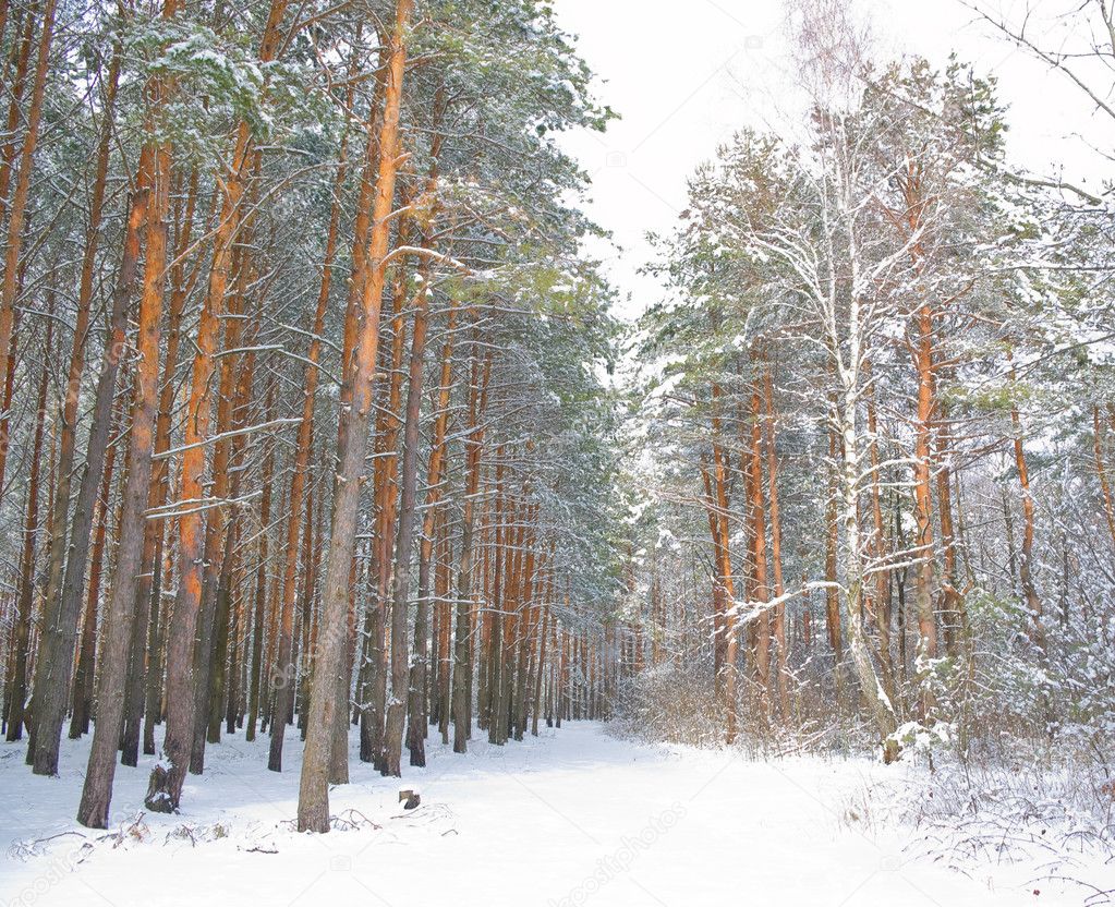 Pine forest. Winter season.