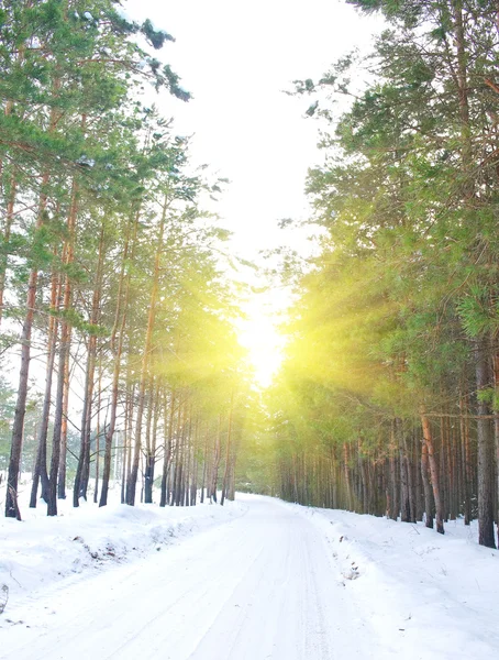 Camino en el bosque de pinos en invierno día soleado — Foto de Stock