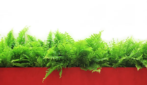 stock image Fern leaves