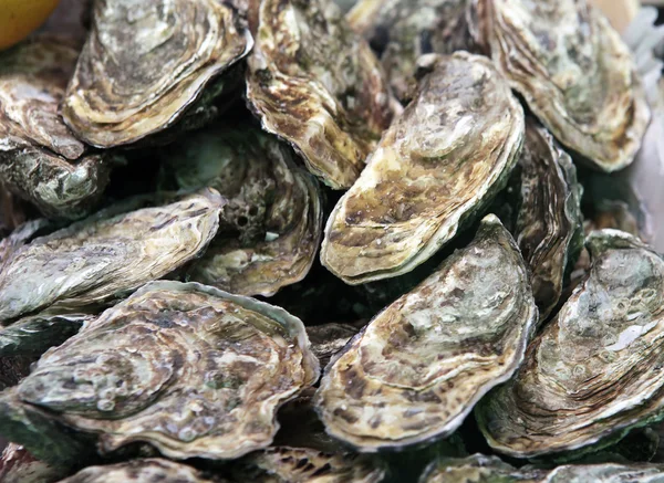 Oysters Royalty Free Stock Photos